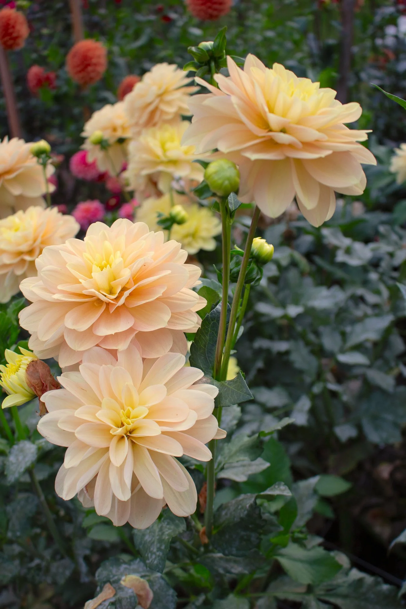 Dahlia : Day Dreamer — ciderpress lane